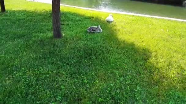 Twee eenden rusten in de buurt van een vijver beginnen weg te lopen op groen gras — Stockvideo