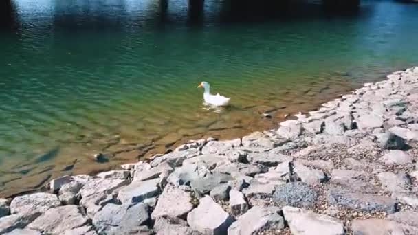 Pato blanco con pico naranja nadando en el estanque en un día soleado — Vídeos de Stock