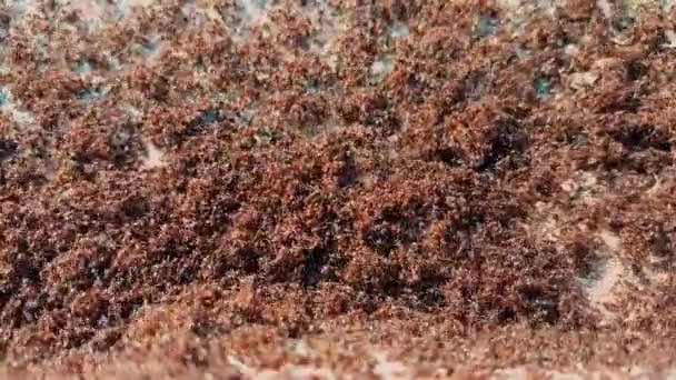 Ant colony in the street — Stock Video