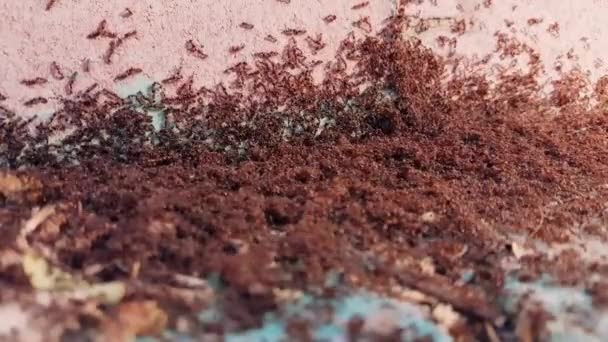 蚂蚁殖民地在街道上 — 图库视频影像