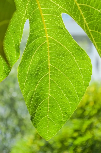 Szczegóły liścia figowego drzewa w ogrodzie — Zdjęcie stockowe