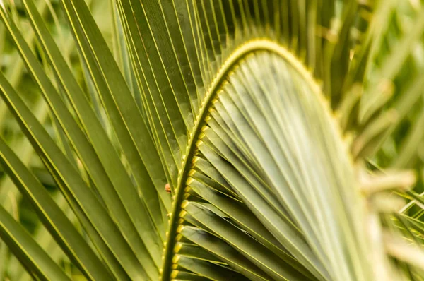 Закрыть пальмовые листья — стоковое фото