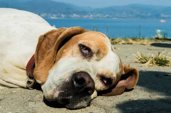 Portrait of a dog resting on the pavement — Stock Photo, Image