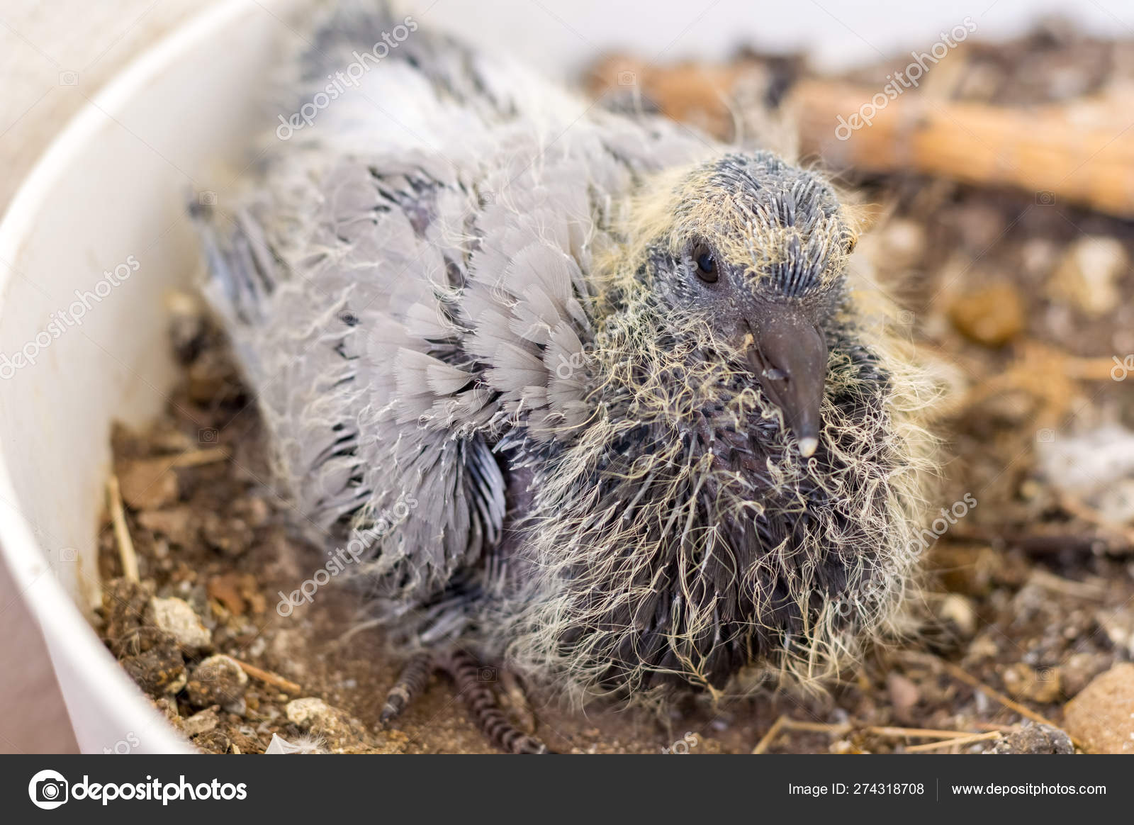 Baby Pigeon Sitting In The Flower Pot And Waiting For Food Stock Photo Image By C Ipekmorel Baby Pigeon Sitting In The Flower Pot And Waiting For Food Stock Photo Image By C Ipekmorel