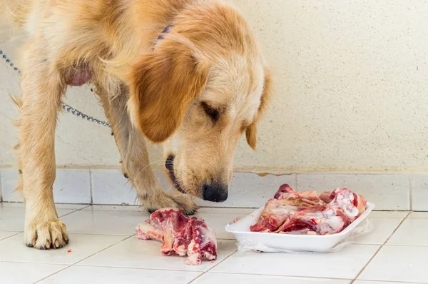 Altın retriever köpeği kuzu kemikleri yiyor 