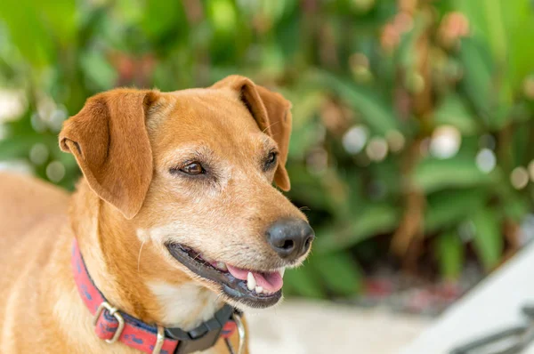 Portrait of brown pincher dog standing in the garden — Stock Photo, Image