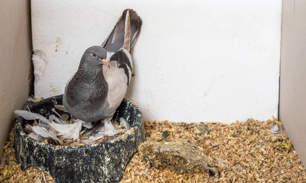 Carrier pigeon in nest with feathers and wood chips in a box