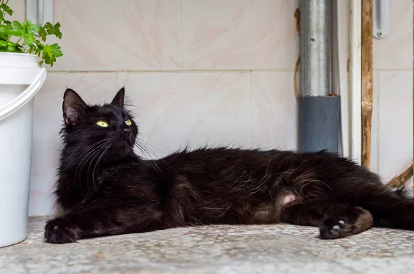 Black cat with green eyes lying on the floor contentedly