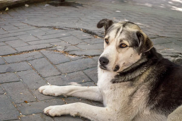 Side view of a street dog resting on the pavement — Stock Photo, Image