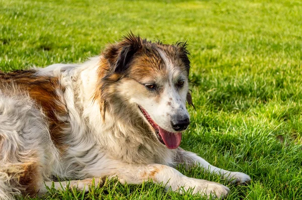 Side view of white and brown colored street dog resting on the grass — Stock Photo, Image