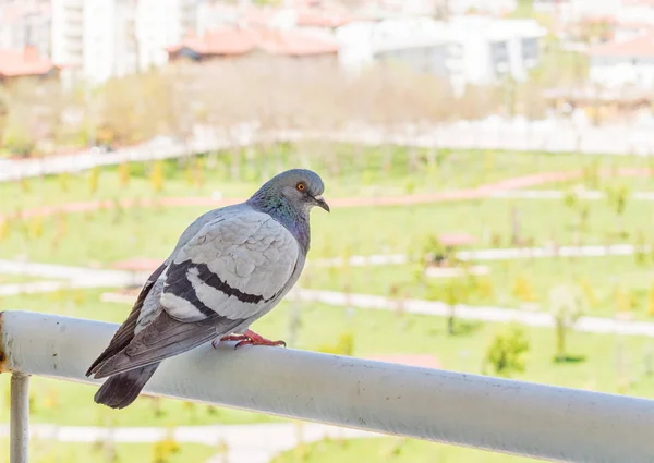 Szary gołąb oglądając Park z balkonu — Zdjęcie stockowe