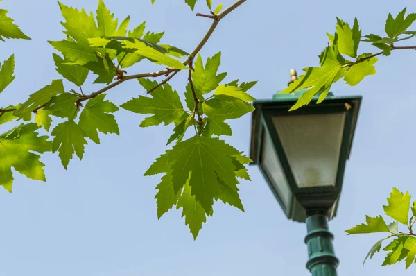 Płaszczyzny drzewa liści (Platanus orientalis) i rozmyte lampy ulicznej na tle błękitnego nieba — Zdjęcie stockowe