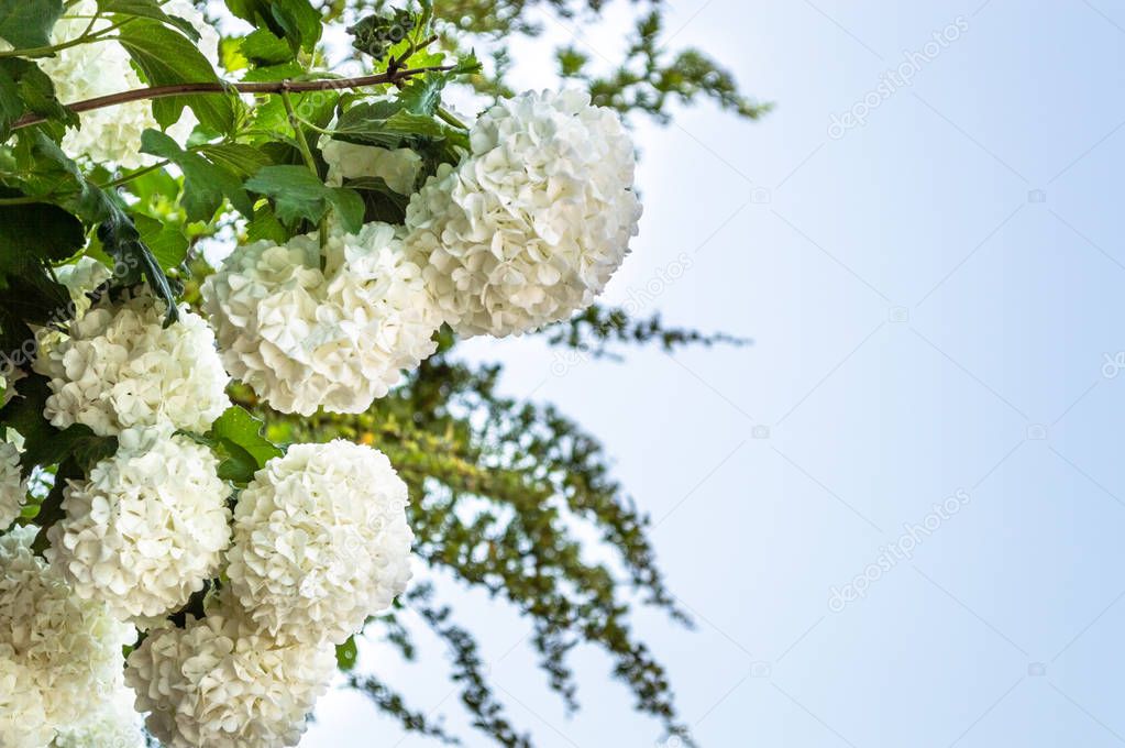 Group of white smooth Hydrangea 'Annabelle' (Hydrangea arborescens) flowers with copy space