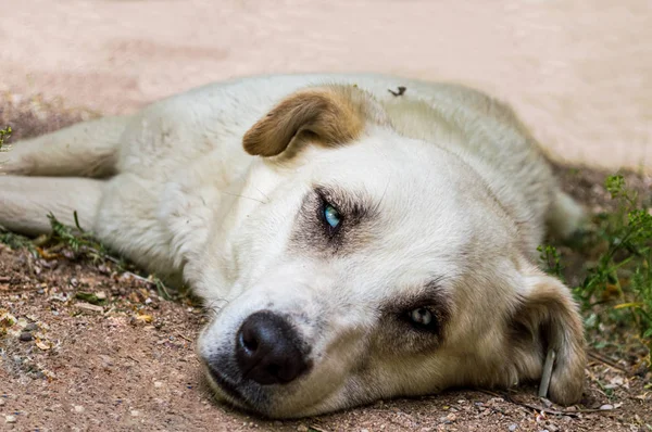 Stray dog with blue eyes lying on the ground in a park