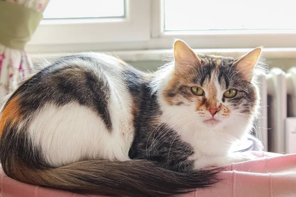 Retrato de un gato tricolor en casa —  Fotos de Stock