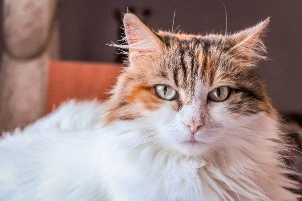 Portrait d'un chat tricolore à la maison — Photo