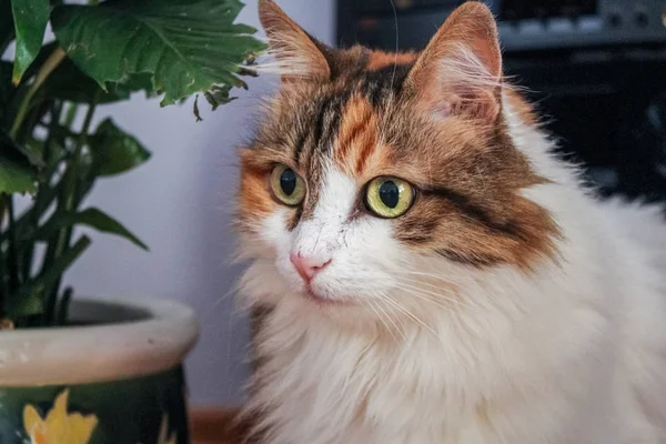 Portrait d'un chat tricolore à la maison — Photo