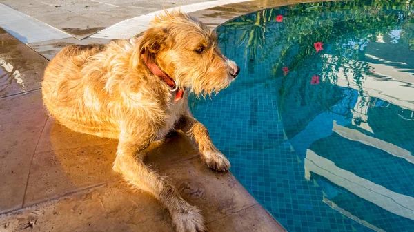 Terrier dog cooling off near the water of the swimming pool