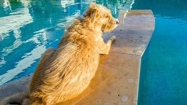 スイミングプールの水の近くで冷却テリア犬 — ストック写真