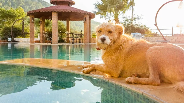 Terrier dog cooling off near the water of the swimming pool — Stock Photo, Image