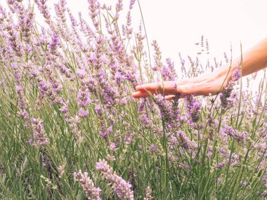 Kadın eli lavantaya dokunuyor, doğayı hissediyor.