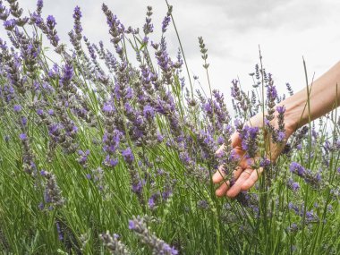 Kadın eli lavantaya dokunuyor, doğayı hissediyor.