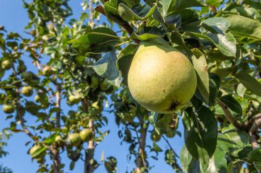 Ağaç dalı üzerinde sarı, taze, sulu armut