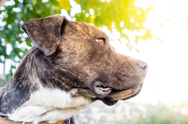 Pitbull boksör karışımı bahçede güneşli bir gün zevk
