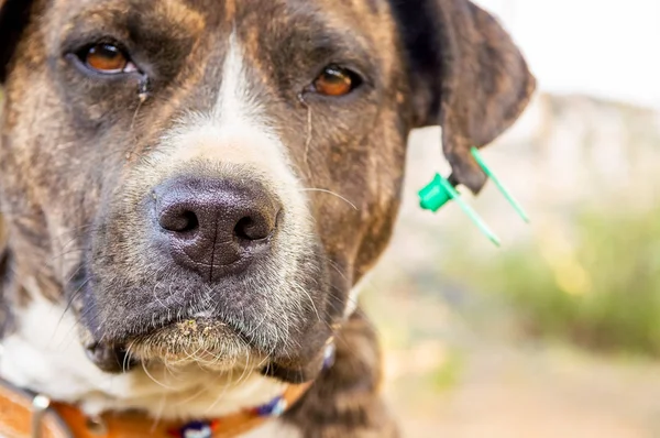 Pitbull boxer mix enjoying sunny day in the garden — Stock Photo, Image