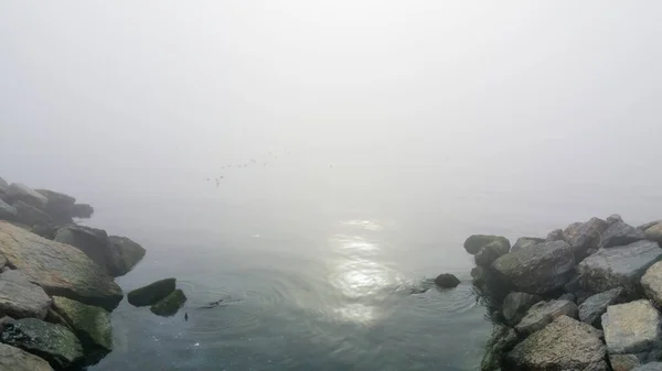 Mistyczna Mgła Nad Morzem Mszalnymi Skałami Sylwetkami Ptaków — Zdjęcie stockowe