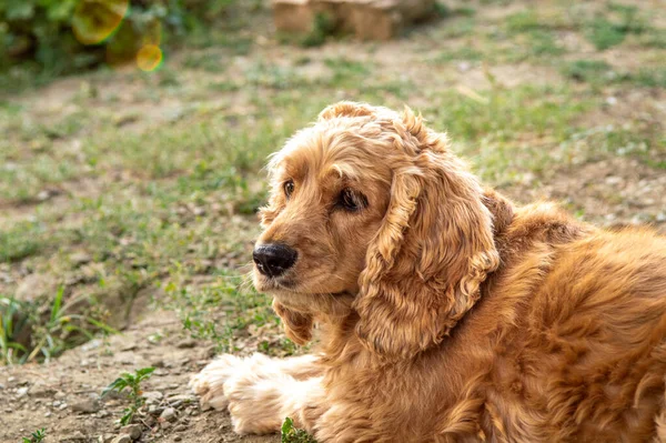 晴れた日に庭に休んでいるアメリカのコッカー スパニエルの犬の肖像 — ストック写真