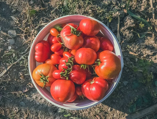 Vue Dessus Des Tomates Rouges Biologiques Fraîchement Récoltées Dans Seau — Photo