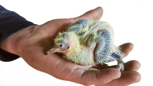 Male hand holding a pigeon chick with new growing plumage