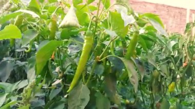 Bahçede yetişen organik yeşil biberler