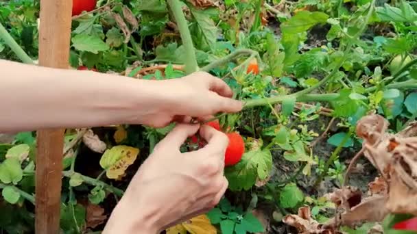Γυναίκα συγκομιδή φρέσκες βιολογικές ντομάτες στον κήπο σε μια ηλιόλουστη μέρα — Αρχείο Βίντεο