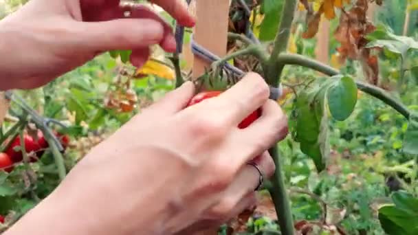 Kvinna som skördar färska ekologiska tomater i trädgården en solig dag — Stockvideo
