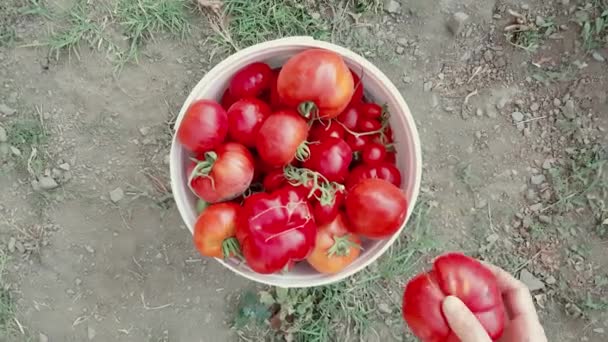 Žena dávat čerstvé organické rajčata do kbelíku v zahradě za slunečného dne — Stock video