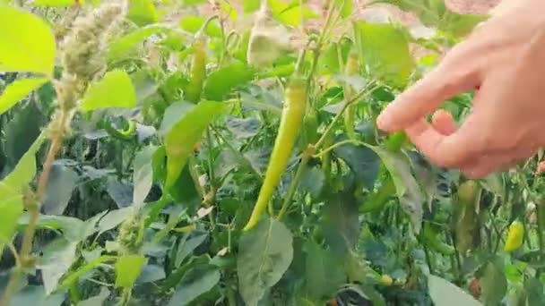 Güneşli bir günde bahçede taze organik yeşil biber hasat eden bir kadın. — Stok video