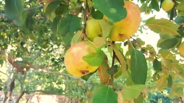 Mujer cosechando manzanas orgánicas frescas del árbol en un día soleado — Vídeos de Stock