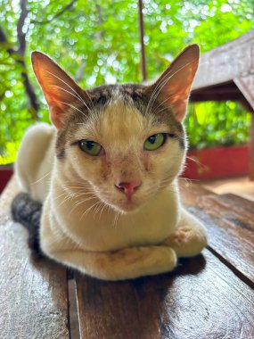 Tahta yüzeyde sfenks benzeri bir pozisyonda oturan bir kedinin, sakin ve sakin görünmesi, rahatlamayı, farkındalığı ve doğal ortamdaki barışçıl arkadaşlığı sembolize eder..