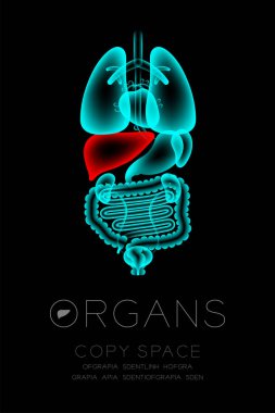 Erkek organları x-ışını set, karaciğer enfeksiyonu kavramı fikir kırmızı renk illüstrasyon izole kızdırma Organ metin simgesini ve kopya alanı ile koyu arka plan