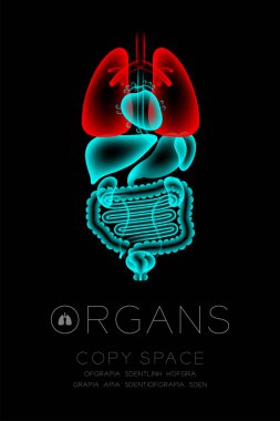Erkek organları x-ışını set, akciğer enfeksiyonu kavram fikir kırmızı renk illüstrasyon kızdırma koyu arka planda, Organ metin simgesini ve kopya alanı ile izole