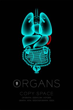 Erkek organları x-ışını set, dalak enfeksiyon kavram fikir kırmızı renk illüstrasyon izole kızdırma Organ metin simgesini ve kopya alanı ile koyu arka plan