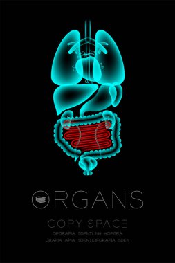 Erkek organları x-ışını set, ince bağırsak enfeksiyonu kavram fikir kırmızı renk illüstrasyon kızdırma koyu arka planda, Organ metin simgesini ve kopya alanı ile izole