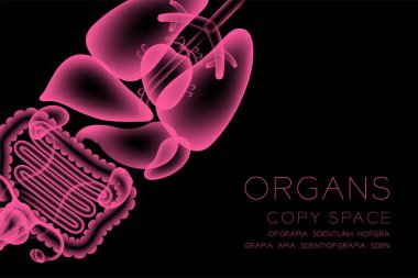 Kadın organları x-ışını set, Normal kavramı fikir illüstrasyon izole Organ metin ve kopya alanı ile koyu arka plan kızdırma