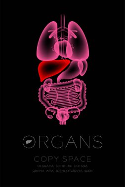 Kadın organları x-ışını set, karaciğer enfeksiyonu kavramı fikir kırmızı renk illüstrasyon izole kızdırma Organ metin simgesini ve kopya alanı ile koyu arka plan