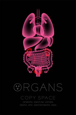 Kadın organları X-ray ayarla, böbrek ve mesane enfeksiyonu kavram fikir kırmızı renk illüstrasyon kızdırma koyu arka planda, Organ metin simgesini ve kopya alanı ile izole