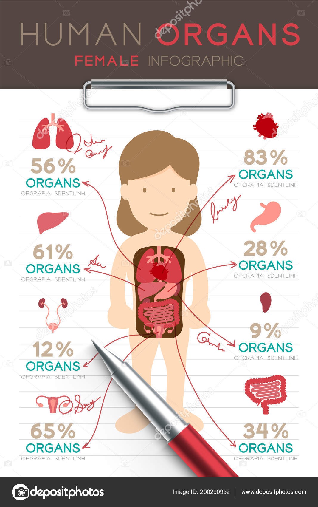 Organ Chart Female