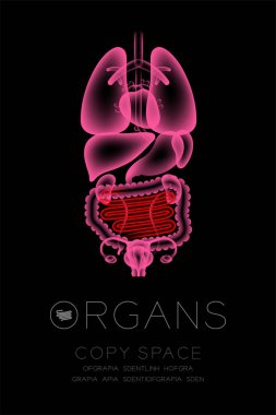 Kadın organları x-ışını set, ince bağırsak enfeksiyonu kavram fikir kırmızı renk illüstrasyon kızdırma koyu arka planda, Organ metin simgesini ve kopya alanı ile izole