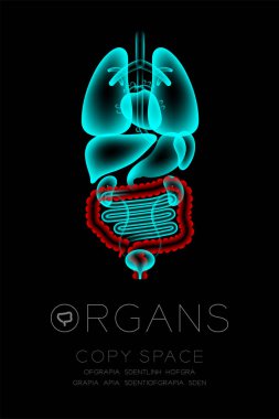 Erkek organları x-ışını set, kalın bağırsak enfeksiyonu kavram fikir kırmızı renk illüstrasyon kızdırma koyu arka planda, Organ metin simgesini ve kopya alanı ile izole